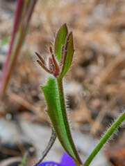 Scaevola calliptera