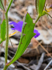 Scaevola calliptera