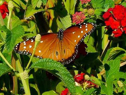 Queen, Concord, CA (near Treat and Oak Grove) 94518, photo 8 of 10