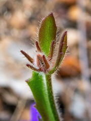 Scaevola calliptera