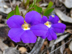 Scaevola calliptera