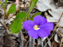 Scaevola calliptera