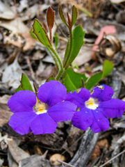 Scaevola calliptera