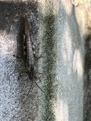 Anacridium aegyptium