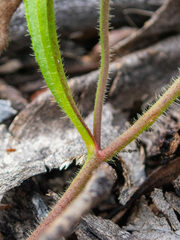 Scaevola calliptera
