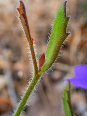 Scaevola calliptera