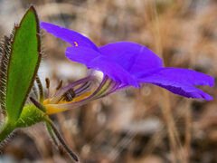 Scaevola calliptera