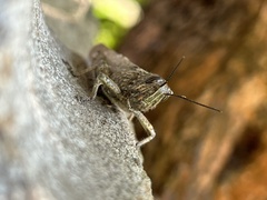 Anacridium aegyptium