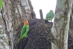 Agapornis pullarius ugandae