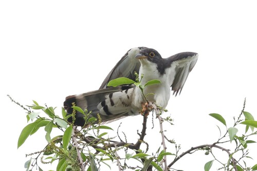 Thick-billed Cuckoo (Pachycoccyx audeberti), photo 3