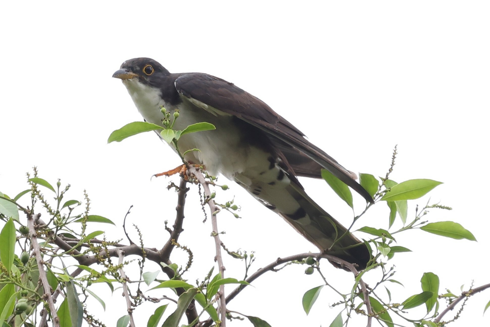 Thick-billed Cuckoo (Pachycoccyx audeberti), photo 8