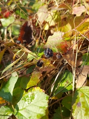 Rubus caesius