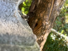 Anacridium aegyptium