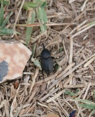 Sphenophorus crassus