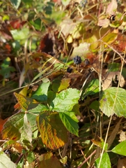 Rubus caesius