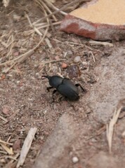 Sphenophorus crassus