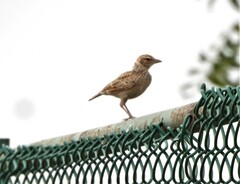 Mirafra erythroptera