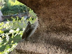 Anacridium aegyptium