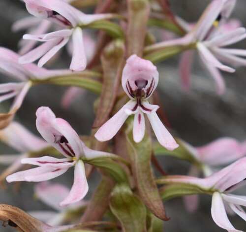 Image of Satyrium longicolle by (c) Justin Ponder, some rights reserved (CC BY)