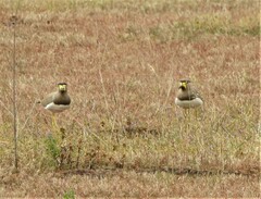Vanellus malabaricus