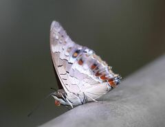 Charaxes solon