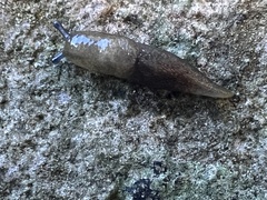 Deroceras reticulatum