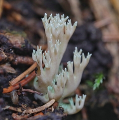 Ramaria apiculata