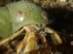 Pagurus bernhardus