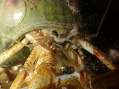 Pagurus bernhardus