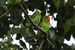 Agapornis pullarius ugandae