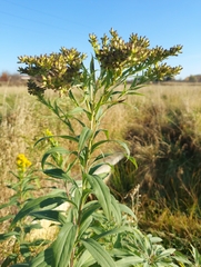 Solidago gigantea