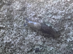 Deroceras reticulatum