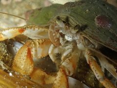 Pagurus bernhardus