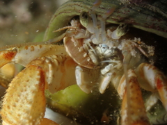Pagurus bernhardus
