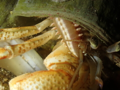 Pagurus bernhardus