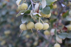 Ziziphus jujuba