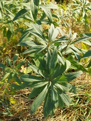 Solidago gigantea
