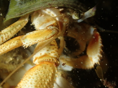 Pagurus bernhardus