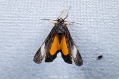 Sarbanissa transiens