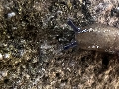 Deroceras reticulatum