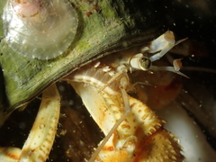 Pagurus bernhardus