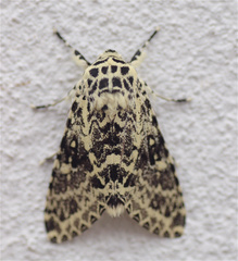 Lichnoptera