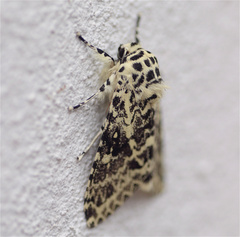 Lichnoptera