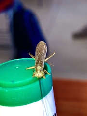 Mantoida