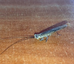 Mantoida