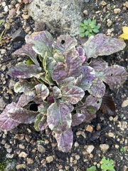 Ajuga reptans
