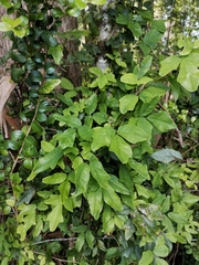 Boquila trifoliolata