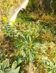 Solidago gigantea