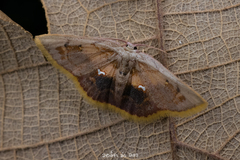 Chrysocraspeda sanguinea