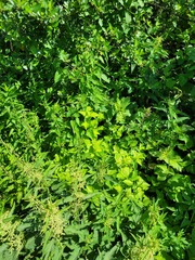 Philadelphus coronarius